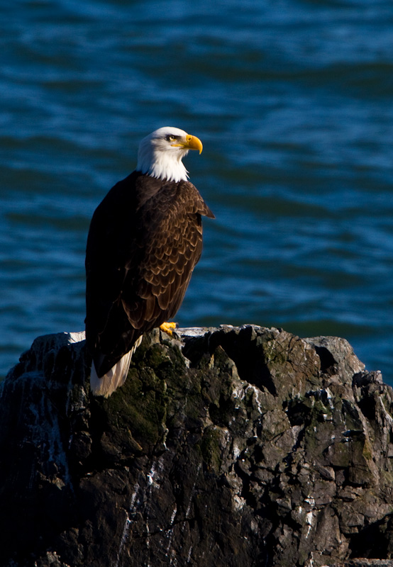 Bald Eagle